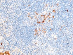 Invitrogen Phospho-Chk1 (Ser286) Polyclonal Antibody 100 &mu;L; Unconjugated:Antibodies,