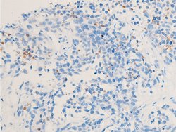 Invitrogen Phospho-Chk1 (Ser286) Polyclonal Antibody 100 &mu;L; Unconjugated:Antibodies,