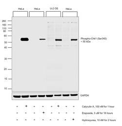 Invitrogen Phospho-Chk1 (Ser345) Polyclonal Antibody 100 &mu;L; Unconjugated:Antibodies,
