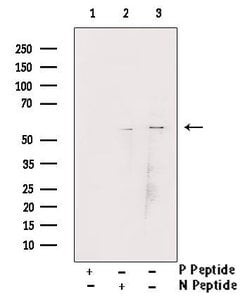 Invitrogen Phospho-Chk1 (Ser345) Polyclonal Antibody 100 &mu;L; Unconjugated:Antibodies,