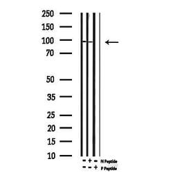 Invitrogen Phospho-p73 (Tyr99) Polyclonal Antibody 100 &mu;L; Unconjugated:Antibodies,