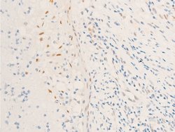 Invitrogen Phospho-Survivin (Thr117) Polyclonal Antibody 100 &mu;L | Buy Online | Invitrogen&trade; | Fisher Scientific