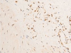 Invitrogen Phospho-PDPK1 (Ser241) Polyclonal Antibody 100 &mu;L; Unconjugated:Antibodies,