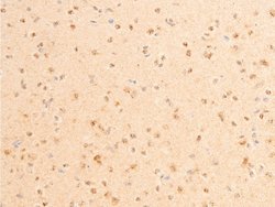 Invitrogen Phospho-PDPK1 (Ser241) Polyclonal Antibody 100 &mu;L; Unconjugated:Antibodies,