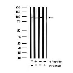 Invitrogen Phospho-NBS1 (Ser343) Polyclonal Antibody 100 &mu;L; Unconjugated:Antibodies,