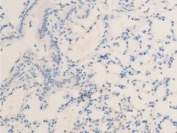 Invitrogen Phospho-MiTF (Ser180) Polyclonal Antibody 100 &mu;L; Unconjugated:Antibodies,