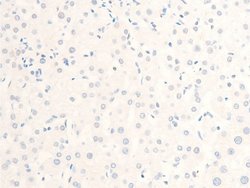 Invitrogen Phospho-MiTF (Ser180) Polyclonal Antibody 100 &mu;L; Unconjugated:Antibodies,