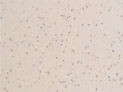 Invitrogen Phospho-MiTF (Ser180) Polyclonal Antibody 100 &mu;L; Unconjugated:Antibodies,
