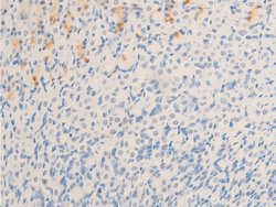 Invitrogen Phospho-MiTF (Ser180) Polyclonal Antibody 100 &mu;L; Unconjugated:Antibodies,