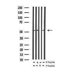 Invitrogen Phospho-MiTF (Ser180) Polyclonal Antibody 100 &mu;L; Unconjugated:Antibodies,