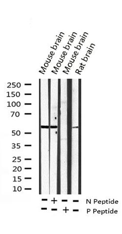 Invitrogen Phospho-DAB1 (Tyr232) Polyclonal Antibody 100 &mu;L; Unconjugated:Antibodies,