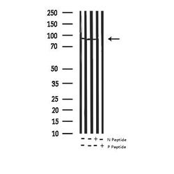 Invitrogen Phospho-MSK1 (Ser376) Polyclonal Antibody 100 &mu;L | Buy Online | Invitrogen&trade; | Fisher Scientific