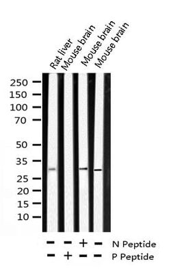 Invitrogen Phospho-SNAIL (Ser246) Polyclonal Antibody 100 &mu;L; Unconjugated:Antibodies,
