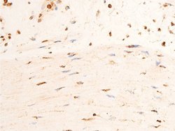 Invitrogen Phospho-Chk2 (Thr383) Polyclonal Antibody 100 &mu;L; Unconjugated:Antibodies,