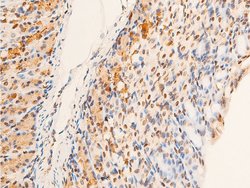 Invitrogen Phospho-Chk2 (Thr383) Polyclonal Antibody 100 &mu;L; Unconjugated:Antibodies,