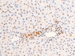 Invitrogen Phospho-Chk2 (Thr383) Polyclonal Antibody 100 &mu;L; Unconjugated:Antibodies,