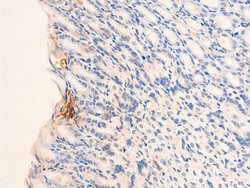 Invitrogen Phospho-Chk2 (Thr68) Polyclonal Antibody 100 &mu;L; Unconjugated:Antibodies,