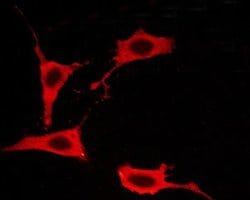 Invitrogen Phospho-EGFR (Thr693) Polyclonal Antibody 100 &mu;L; Unconjugated:Antibodies,