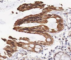 Invitrogen Phospho-EGFR (Thr693) Polyclonal Antibody 100 &mu;L; Unconjugated:Antibodies,