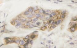 Invitrogen Phospho-EGFR (Tyr1016) Polyclonal Antibody 100 &mu;L; Unconjugated:Antibodies,