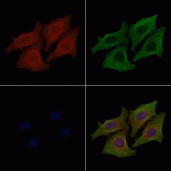Invitrogen Phospho-EGFR (Tyr1110) Polyclonal Antibody 100 &mu;L | Buy Online | Invitrogen&trade; | Fisher Scientific