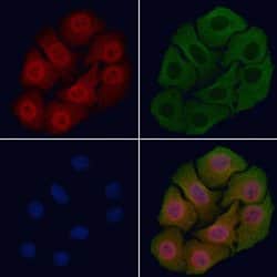 Invitrogen Phospho-EGFR (Ser1026) Polyclonal Antibody 100 &mu;L; Unconjugated:Antibodies,