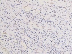Invitrogen Phospho-EGFR (Ser1026) Polyclonal Antibody 100 &mu;L; Unconjugated:Antibodies,