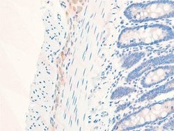 Invitrogen Phospho-EGFR (Ser1026) Polyclonal Antibody 100 &mu;L; Unconjugated:Antibodies,