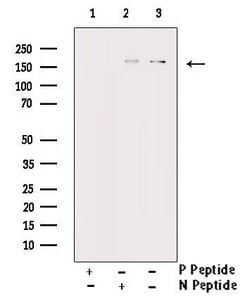 Invitrogen Phospho-EGFR (Ser1026) Polyclonal Antibody 100 &mu;L; Unconjugated:Antibodies,