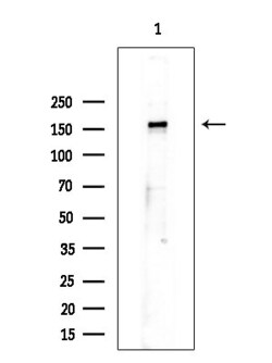 Invitrogen Phospho-EGFR (Ser1071) Polyclonal Antibody 100 &mu;L; Unconjugated:Antibodies,