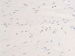 Invitrogen Phospho-EGFR (Ser1071) Polyclonal Antibody 100 &mu;L; Unconjugated:Antibodies,