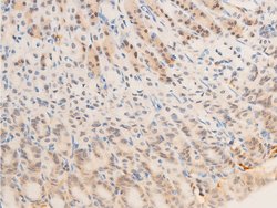 Invitrogen Phospho-EGFR (Ser1071) Polyclonal Antibody 100 &mu;L; Unconjugated:Antibodies,