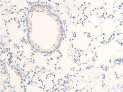 Invitrogen Phospho-EGFR (Ser1071) Polyclonal Antibody 100 &mu;L; Unconjugated:Antibodies,