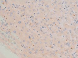 Invitrogen Phospho-c-Fos (Ser362) Polyclonal Antibody 100 &mu;L; Unconjugated:Antibodies,