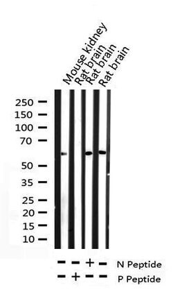 Invitrogen Phospho-c-Myc (Thr58) Polyclonal Antibody 100 &mu;L; Unconjugated:Antibodies,