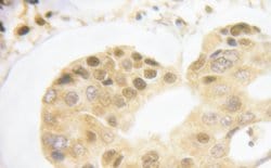 Invitrogen Phospho-Lamin A/C (Ser392) Polyclonal Antibody 100 &mu;L; Unconjugated:Antibodies,