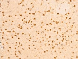 Invitrogen Phospho-Lamin A/C (Ser392) Polyclonal Antibody 100 &mu;L; Unconjugated:Antibodies,