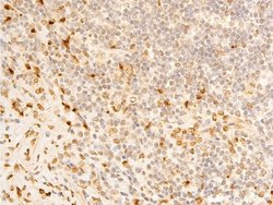 Invitrogen Phospho-Lamin A/C (Ser392) Polyclonal Antibody 100 &mu;L; Unconjugated:Antibodies,