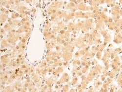 Invitrogen Phospho-Lamin A/C (Ser392) Polyclonal Antibody 100 &mu;L; Unconjugated:Antibodies,