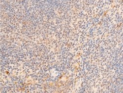 Invitrogen Phospho-Lamin A/C (Ser392) Polyclonal Antibody 100 &mu;L; Unconjugated:Antibodies,