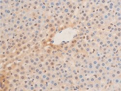 Invitrogen Phospho-Lamin A/C (Ser392) Polyclonal Antibody 100 &mu;L; Unconjugated:Antibodies,