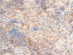 Invitrogen Phospho-Lamin A/C (Ser392) Polyclonal Antibody 100 &mu;L; Unconjugated:Antibodies,