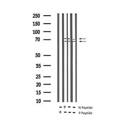 Invitrogen Phospho-Lamin A/C (Ser392) Polyclonal Antibody 100 &mu;L; Unconjugated:Antibodies,