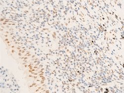 Invitrogen Phospho-TK1 (Ser13) Polyclonal Antibody 100 &mu;L; Unconjugated:Antibodies,