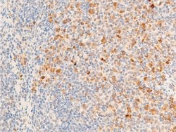 Invitrogen Phospho-TK1 (Ser13) Polyclonal Antibody 100 &mu;L; Unconjugated:Antibodies,