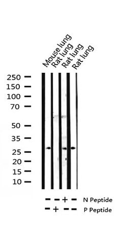 Invitrogen Phospho-TK1 (Ser13) Polyclonal Antibody 100 &mu;L; Unconjugated:Antibodies,