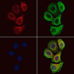 Invitrogen Phospho-ErbB2 (HER-2) (Tyr877) Polyclonal Antibody 100 &mu;L;