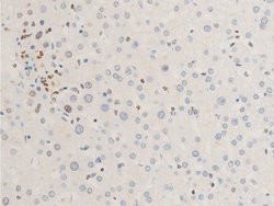 Invitrogen Phospho-ErbB2 (HER-2) (Tyr1112) Polyclonal Antibody 100 &mu;L;