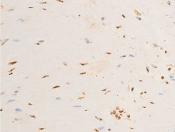 Invitrogen Phospho-TrkA (Tyr680, Tyr681) Polyclonal Antibody 100 &mu;L | Buy Online | Invitrogen&trade; | Fisher Scientific