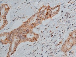 Invitrogen Phospho-p53 (Ser20) Polyclonal Antibody 100 &mu;L | Buy Online | Invitrogen&trade; | Fisher Scientific